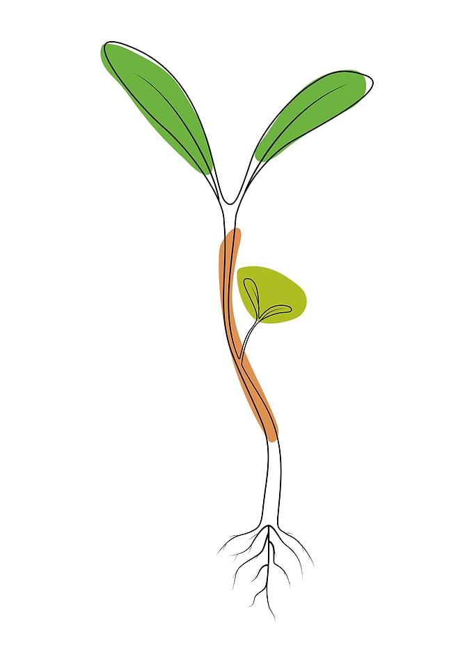 Flower one line art
