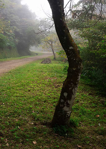 Misty forest