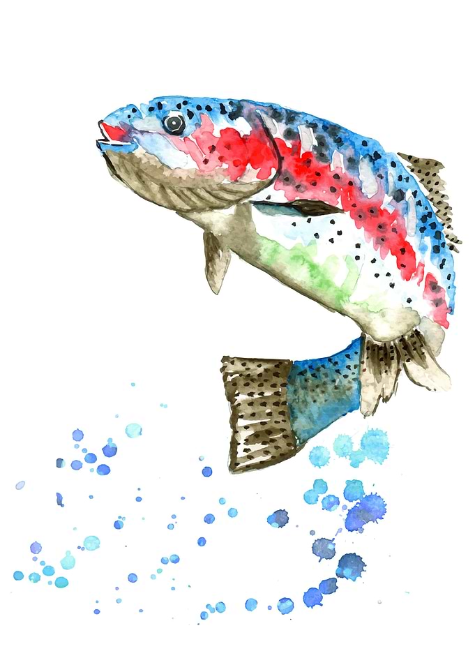 Rainbow Trout