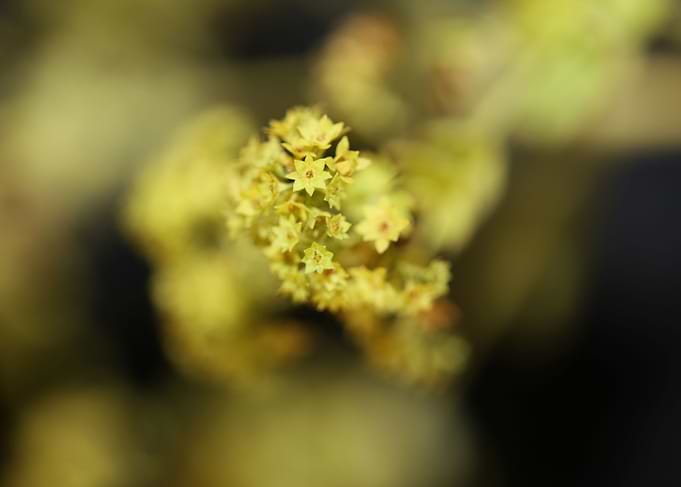 Alchemilla flowering macro