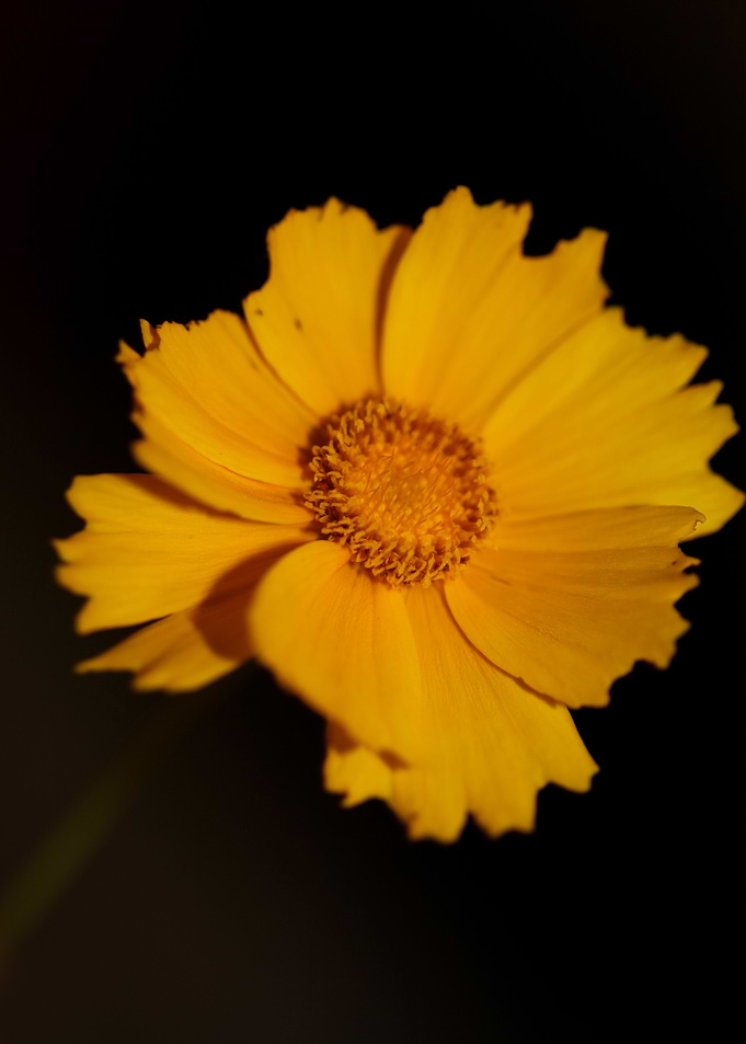 Coreopsis lanceolata macro