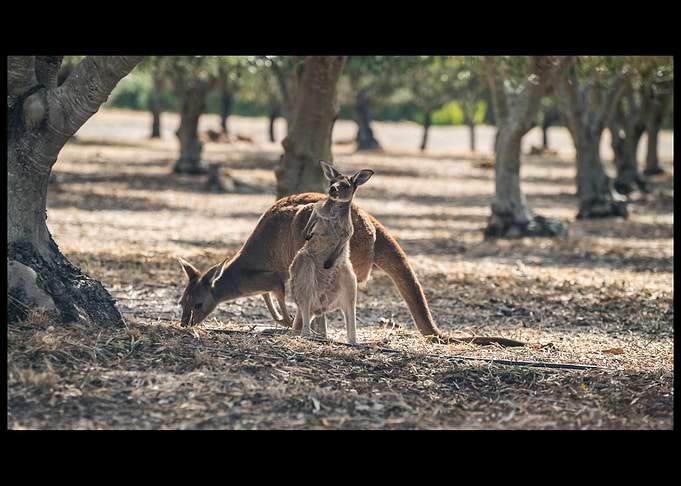 Kangaroo