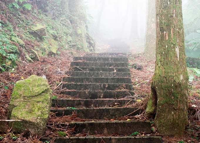 Misty forest