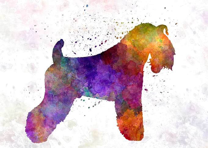 kerry Blue Terrier
