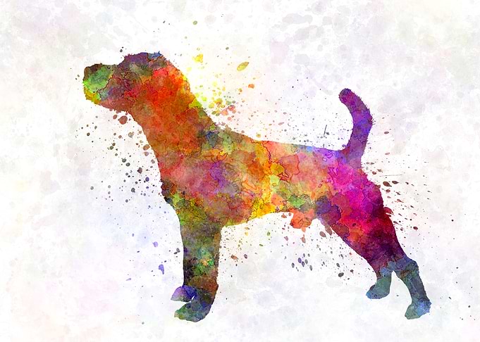 Jack Russell Terrier dog