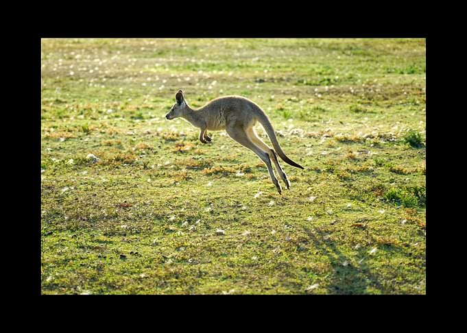 Kangaroo