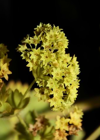 Alchemilla flowering macro