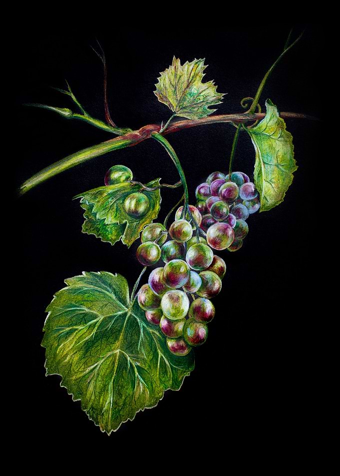 Bunch of grapes on black