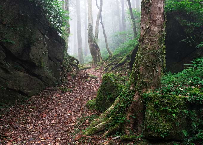 Misty forest