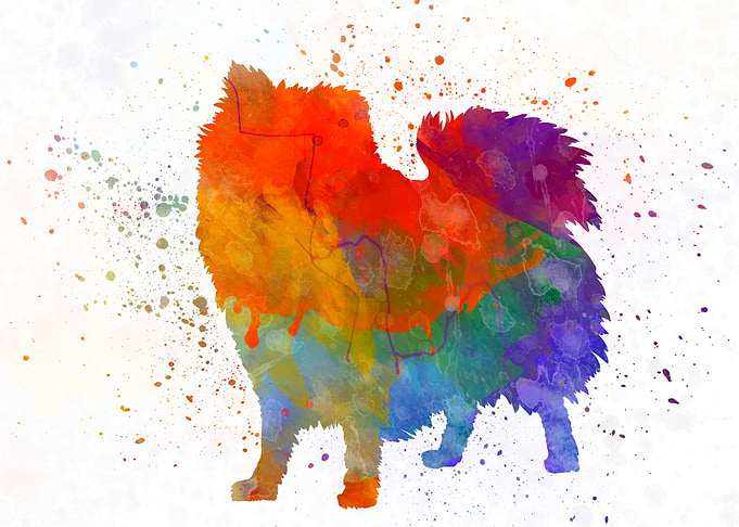 Italian Volpino dog