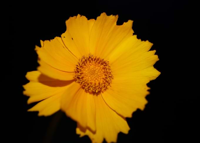 Yellow coreopsis flowering