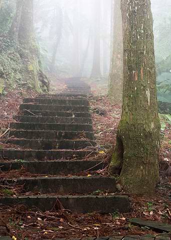 Misty forest