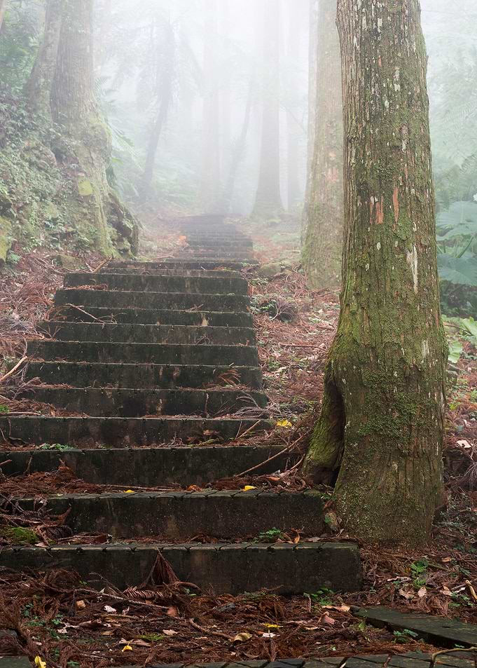 Misty forest
