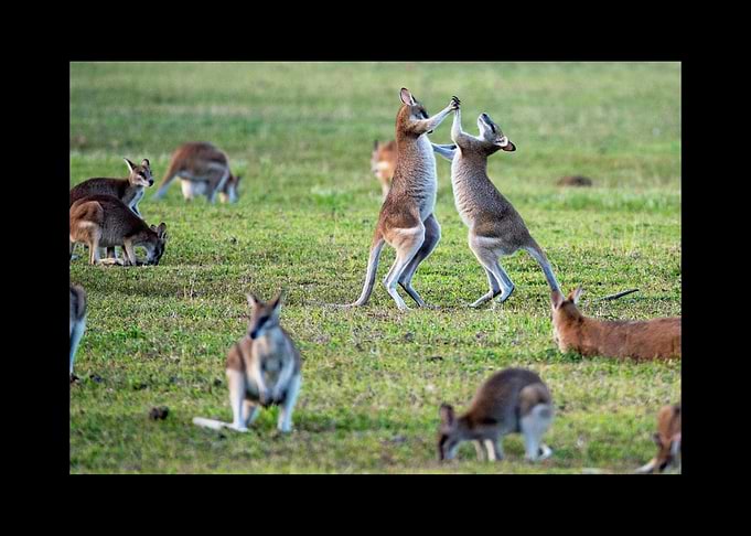 Kangaroo