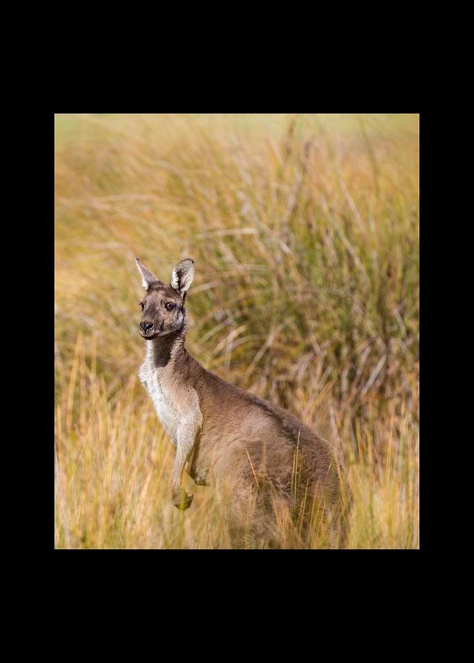 Kangaroo