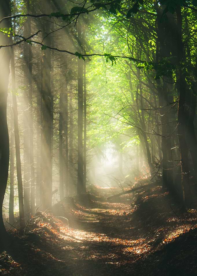 Mysterious Path