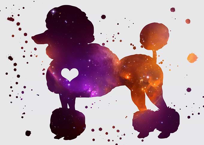 King poodle nebula