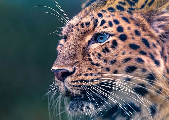 Amur Leopard