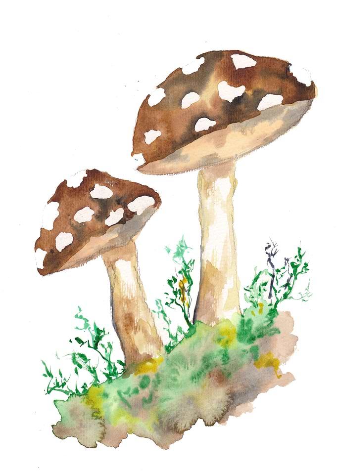 Brown Forest Mushrooms