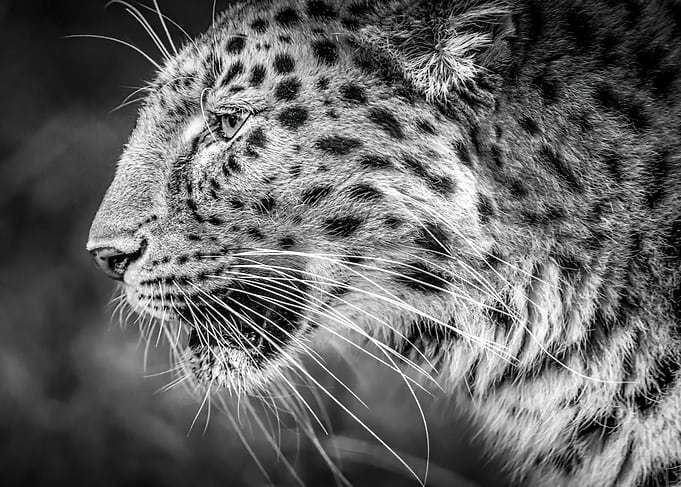 Amur Leopard