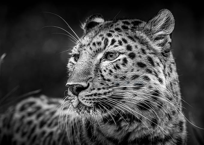 Amur Leopard