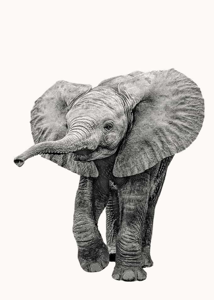 Charming Baby Elephant