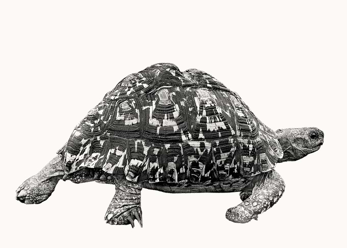 Leopard Tortoise Picture