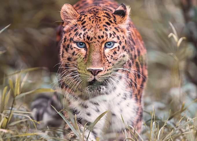Amur Leopard