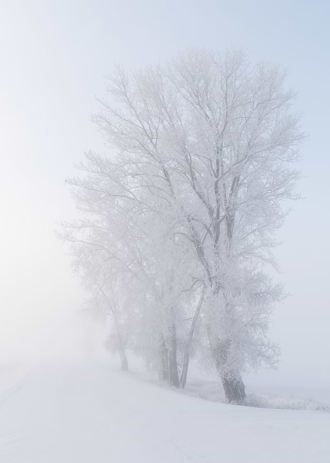 Misty Frosty Sunrise