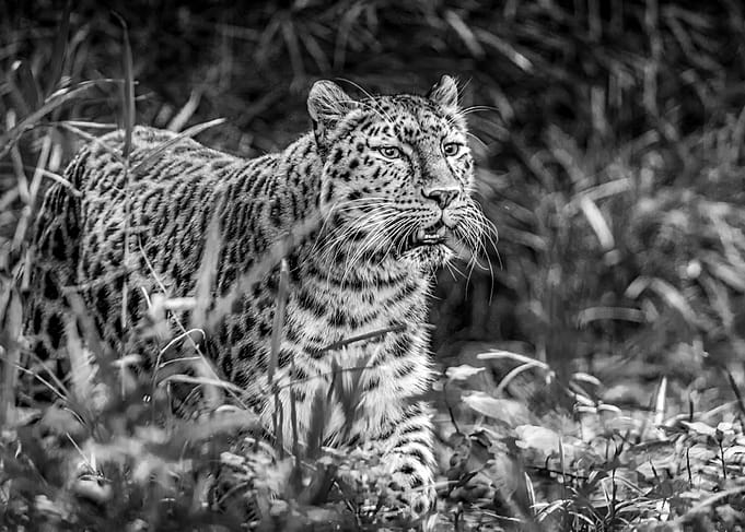 Amur Leopard