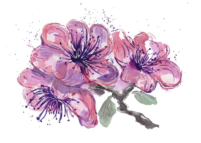 Light Pink Hibiscus