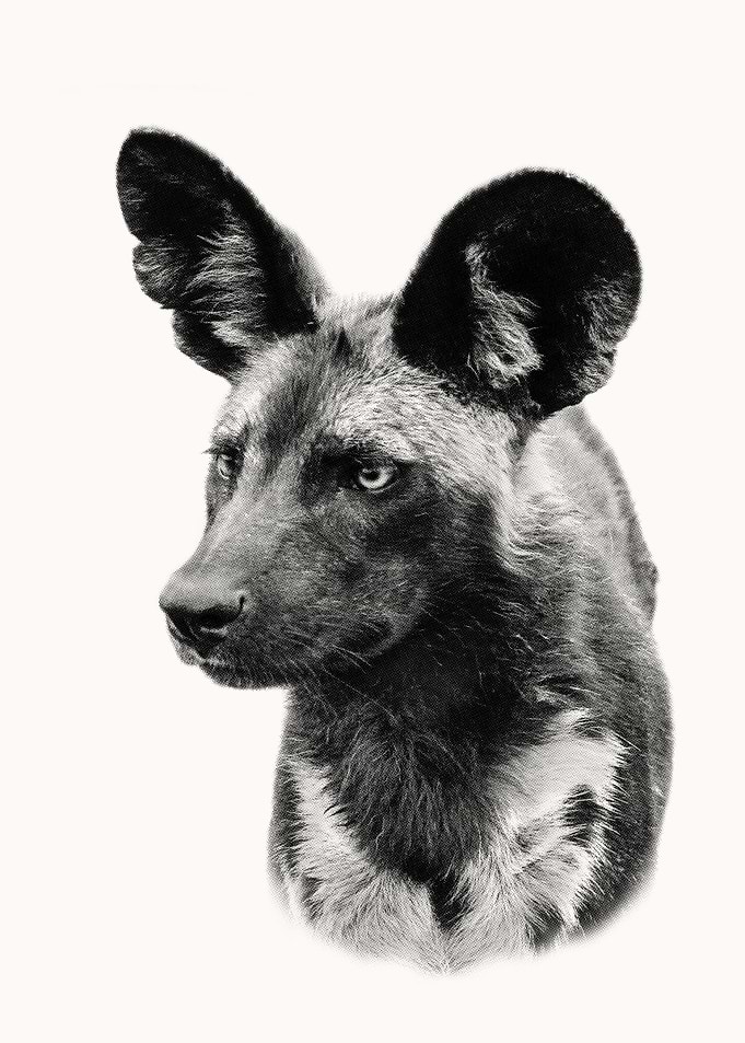 African Wild Dog Close Up