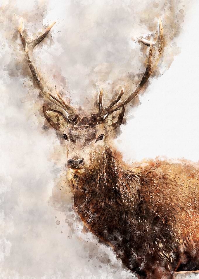 Deer