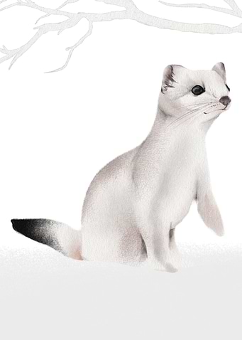 Illustration of a weasel