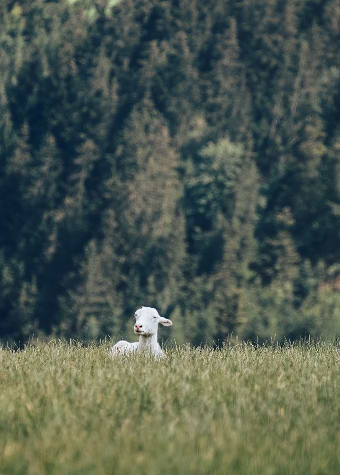 Sheep