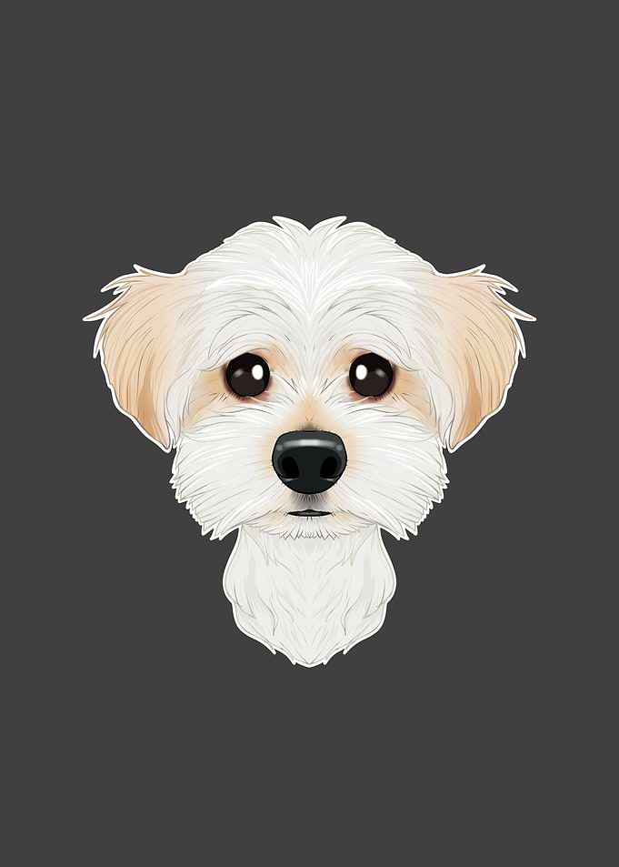 Maltese Lover I Dog Lover