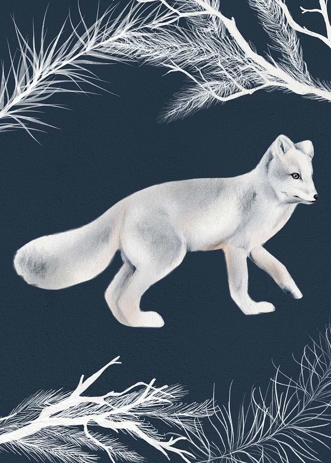 Arctic Fox