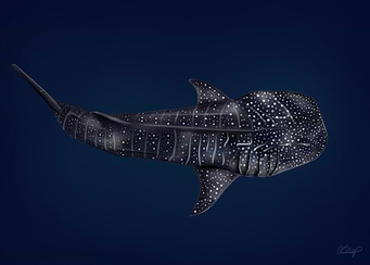 Latest drop