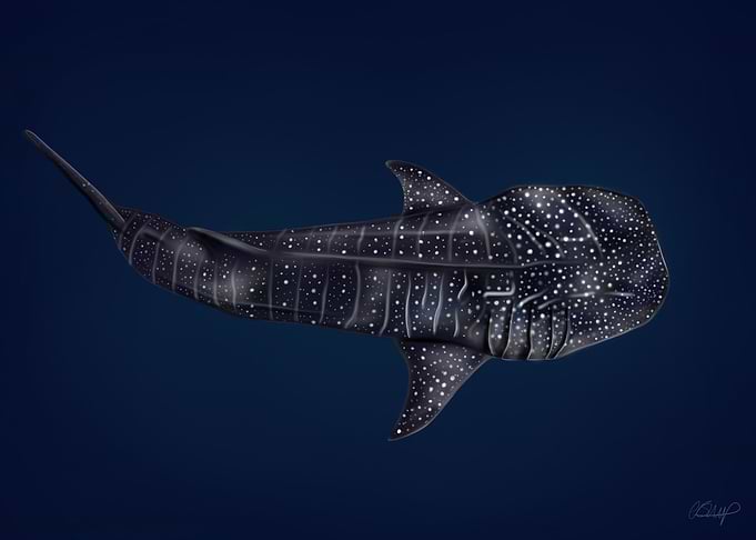 Whale Shark Illustration