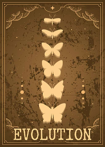 Monarch Butterfly