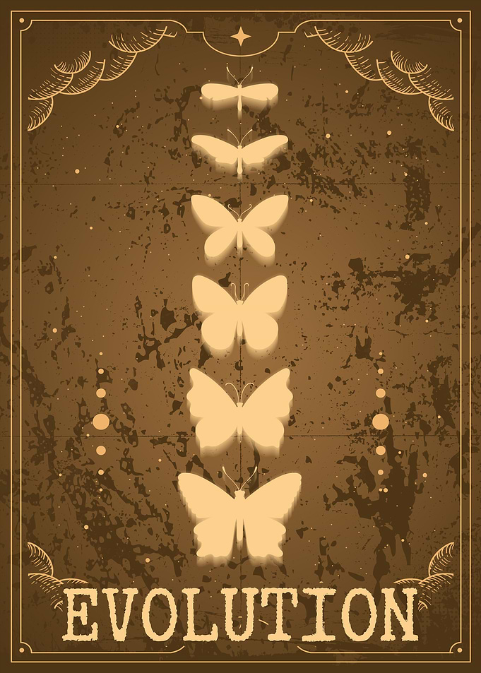 Monarch Butterfly