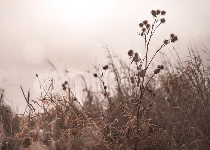 Muted Burdock