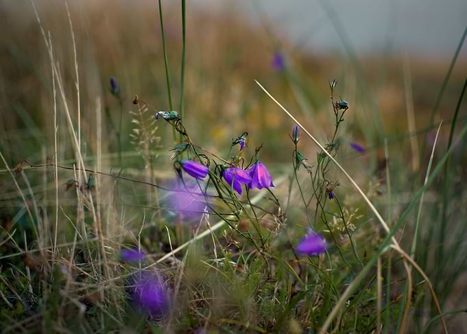 Purple flowers on meadow