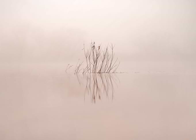 Melancholic Plant In Water