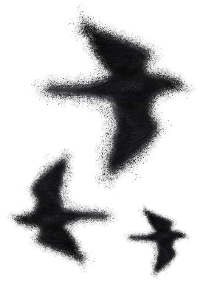 A murder of crows