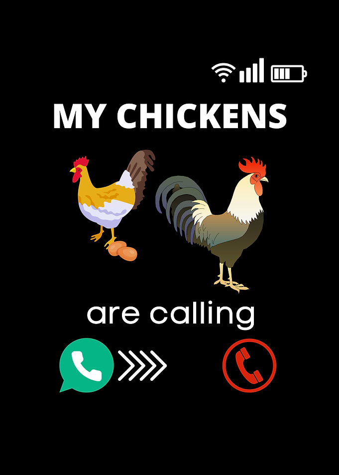 My Chickens Are Calling