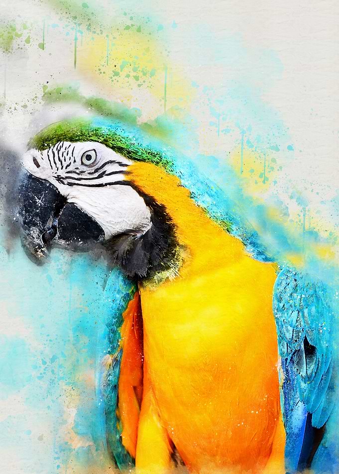 Parrot