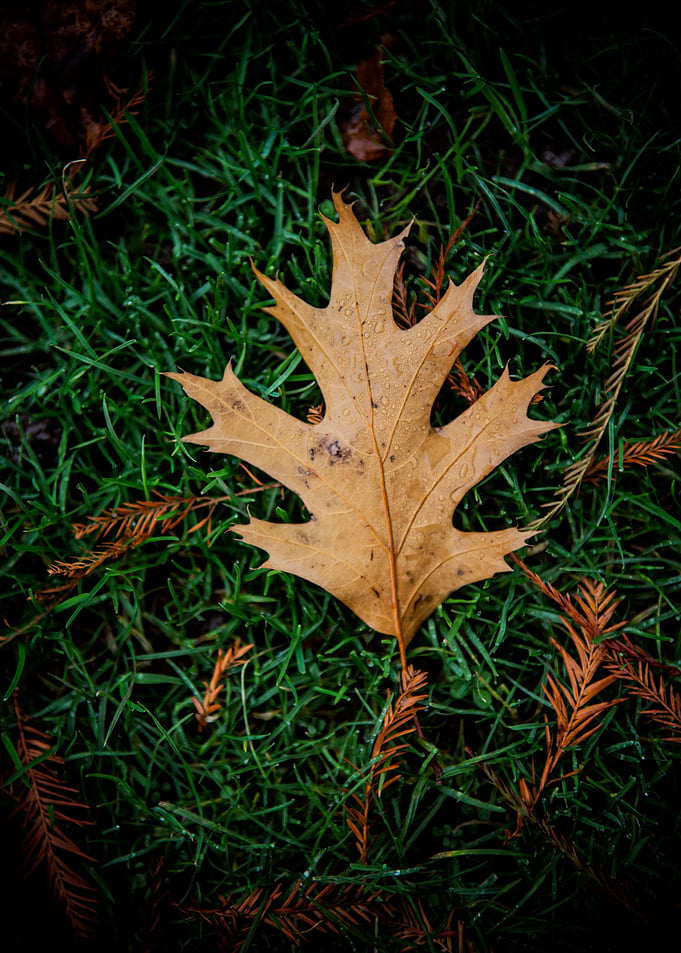 Autumn Maple Leaf