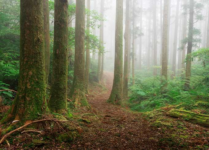 Misty forest
