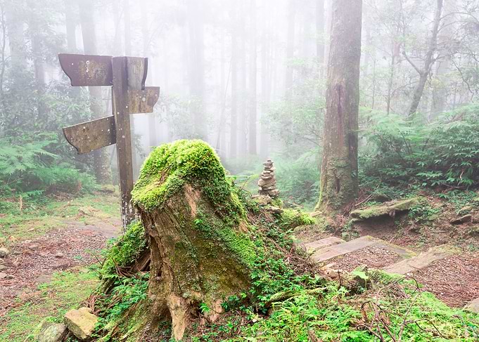 Misty forest